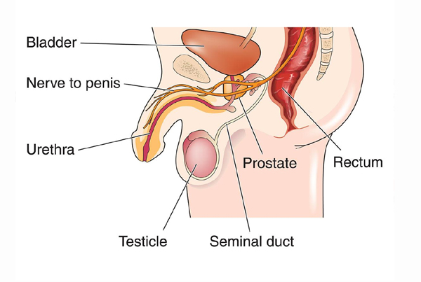 Vaginal Urethral Disorder